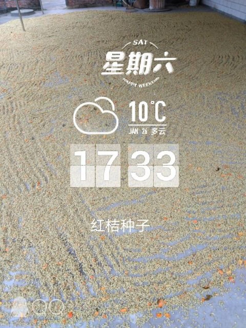 纯红桔种子，农户果园，自产自销，原价直供，货真价美，