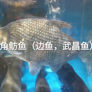 三角鳊鱼鱼苗批发，武昌边鱼苗，鲂鱼苗，基地直供全国发货