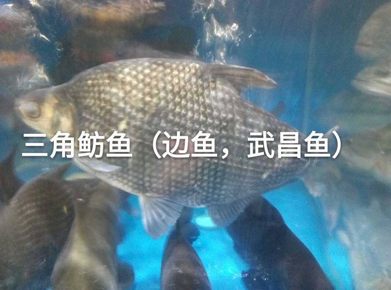 三角鳊鱼鱼苗批发，武昌边鱼苗，鲂鱼苗，基地直供全国发货