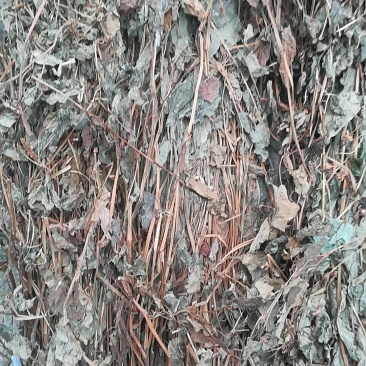 鱼腥草，优质精选无杂青色鱼腥草，质量保证量大从优