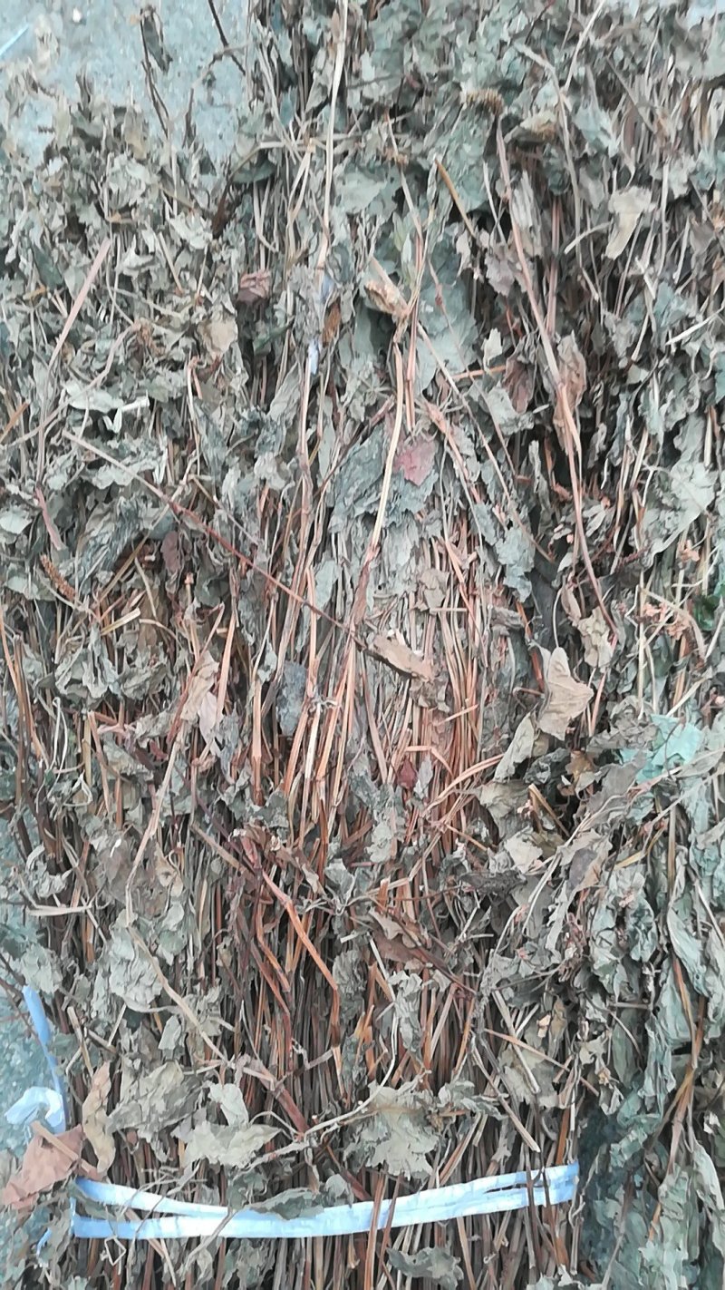 鱼腥草，优质精选无杂青色鱼腥草，质量保证量大从优