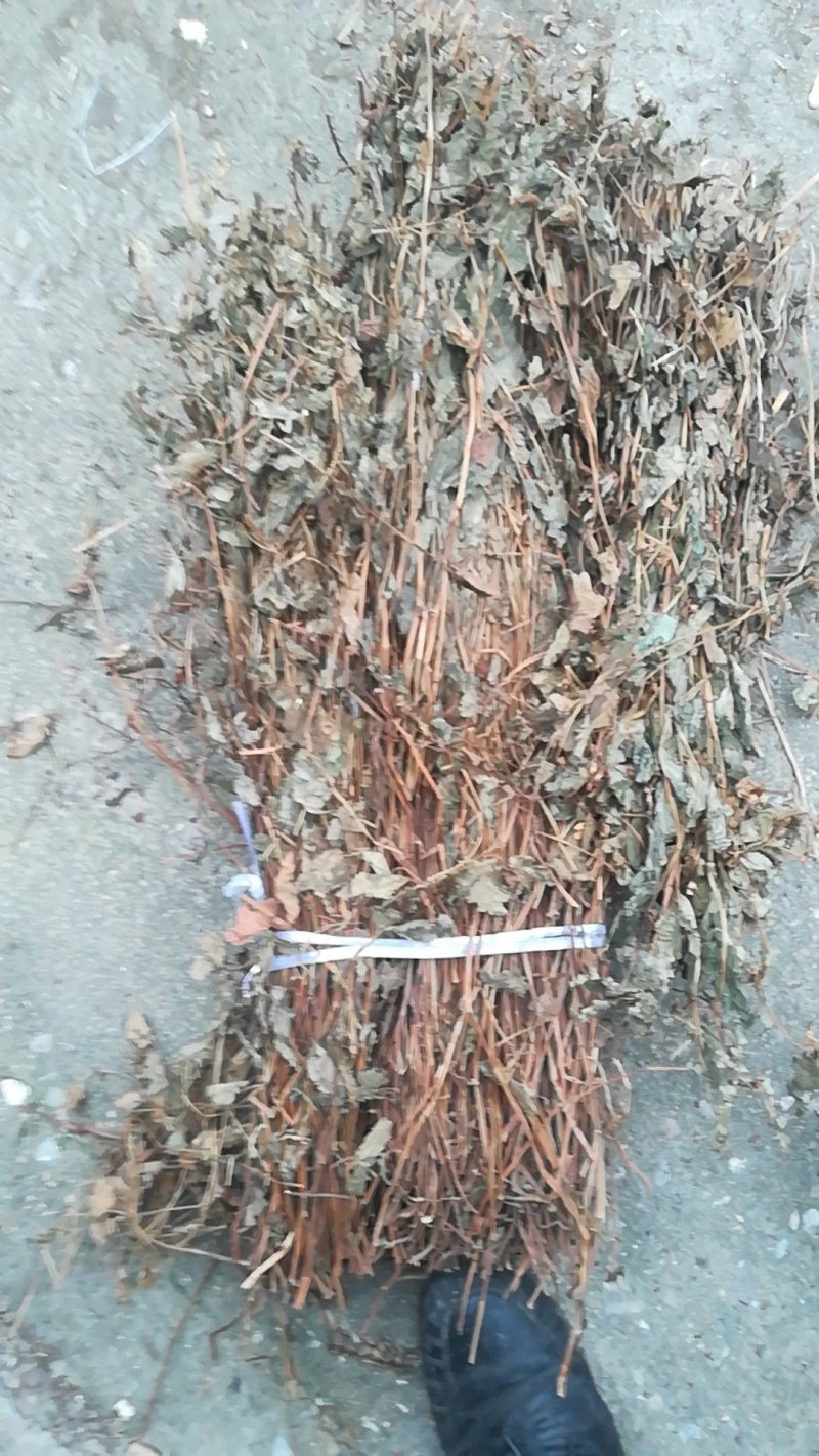 鱼腥草，优质精选无杂青色鱼腥草，质量保证量大从优