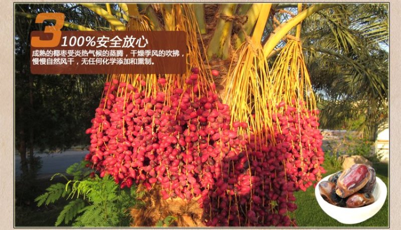 大量新疆椰枣，新货，树上面包，进口品种，好吃停不下来
