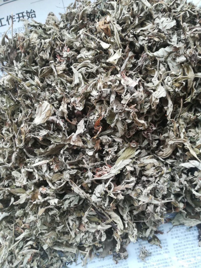 艾叶，湖北优质艾出绒率高，质量保证全国供应