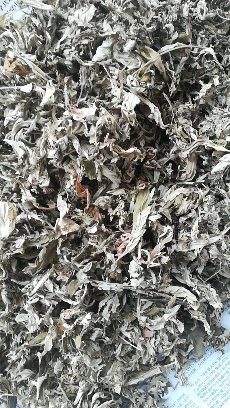 艾叶，湖北优质艾出绒率高，质量保证全国供应
