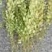 供应菥蓂草，北败酱草，败酱草