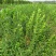 扶芳藤扶芳藤苗扶芳藤小苗大叶扶芳藤小叶扶芳藤