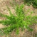扶芳藤扶芳藤苗扶芳藤小苗大叶扶芳藤小叶扶芳藤