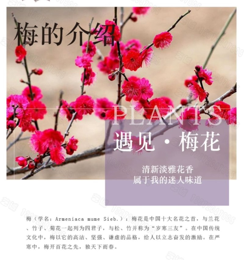 红梅耐寒成活率高放心苗大小规格齐全