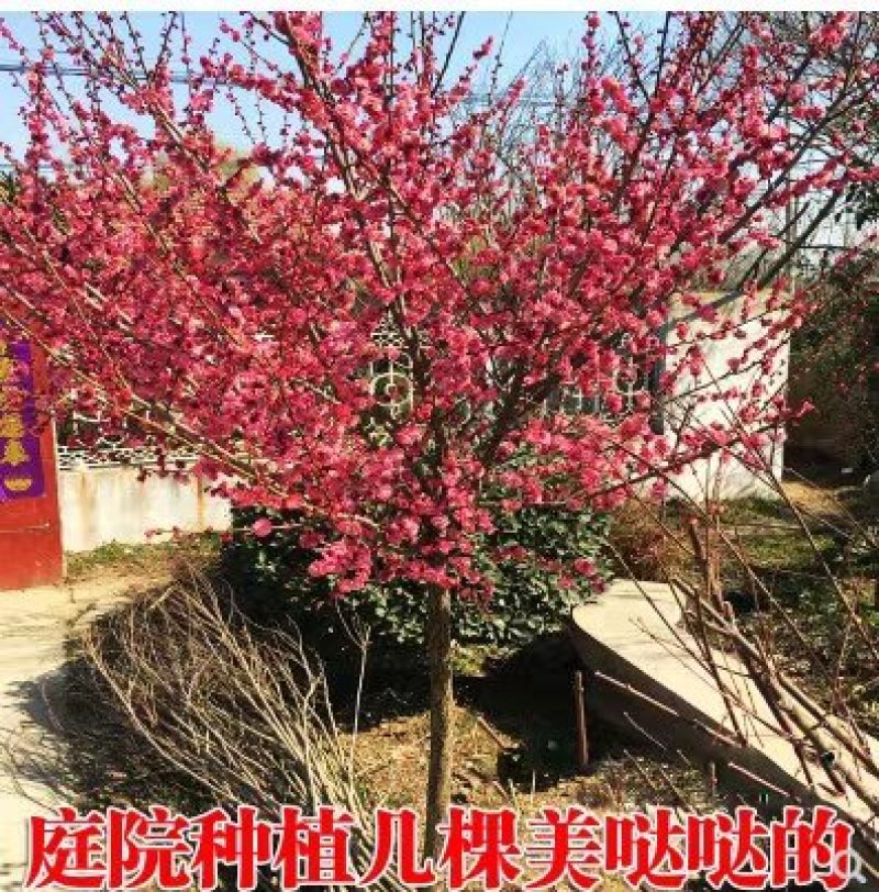 红梅耐寒成活率高放心苗大小规格齐全
