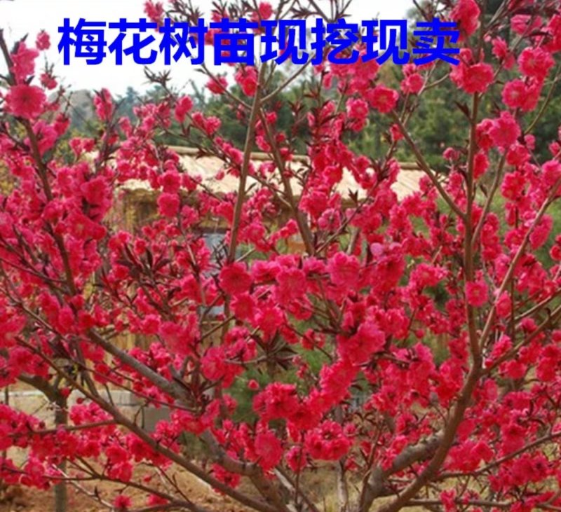 红梅耐寒成活率高放心苗大小规格齐全