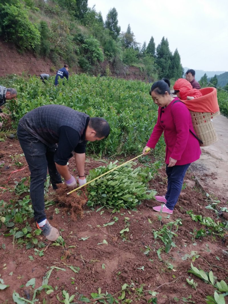 佛手苗2年佛手苗，高产佛手种苗，自产自销，大小规格齐全