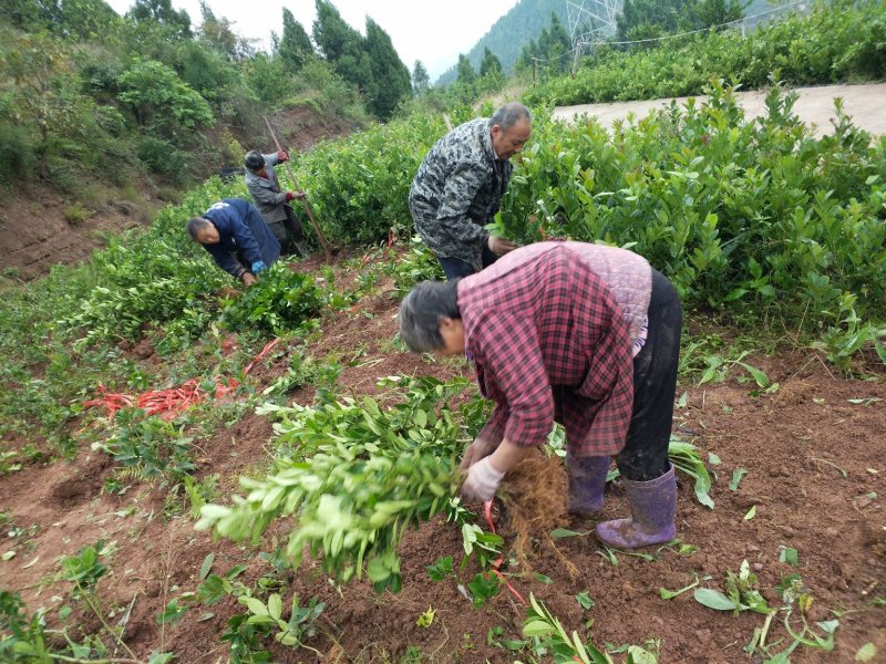 佛手苗2年佛手苗，高产佛手种苗，自产自销，大小规格齐全