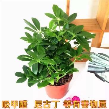 鸭掌木盆栽花苗鸭脚木七叶莲盆栽花卉鹅掌柴八