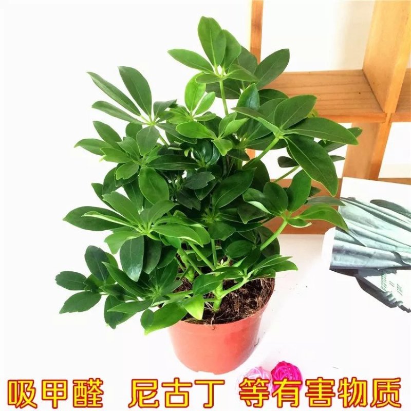 鸭掌木盆栽花苗鸭脚木七叶莲盆栽花卉鹅掌柴八