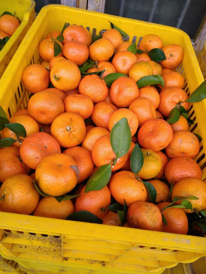 广东省粤北山区沙糖桔清甜多汁无籽化渣纯绿色食品！