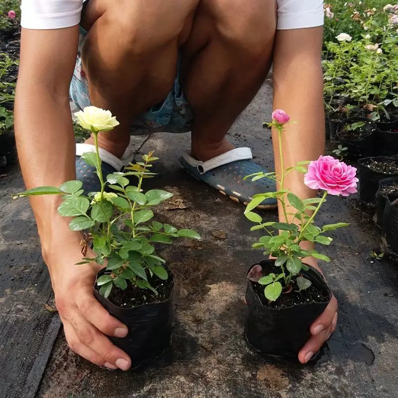 藤本月季大花月季开花苗植物花卉多季开花盆栽耐寒耐热