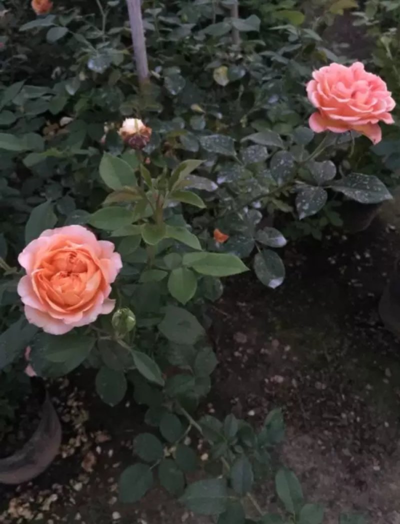 藤本月季大花月季开花苗植物花卉多季开花盆栽耐寒耐热