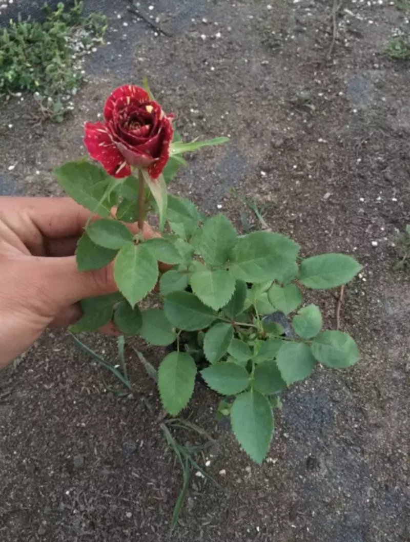 藤本月季大花月季开花苗植物花卉多季开花盆栽耐寒耐热