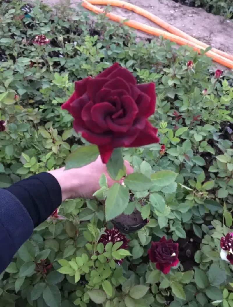 藤本月季大花月季开花苗植物花卉多季开花盆栽耐寒耐热