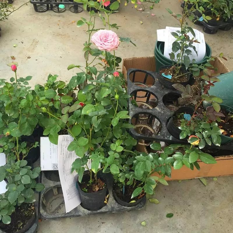 藤本月季大花月季开花苗植物花卉多季开花盆栽耐寒耐热