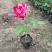 藤本月季大花月季开花苗植物花卉多季开花盆栽耐寒耐热