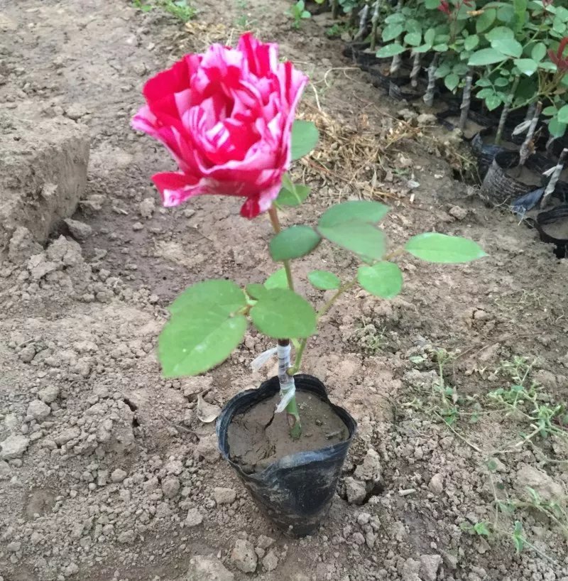 藤本月季大花月季开花苗植物花卉多季开花盆栽耐寒耐热