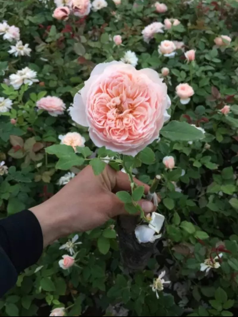 藤本月季大花月季开花苗植物花卉多季开花盆栽耐寒耐热