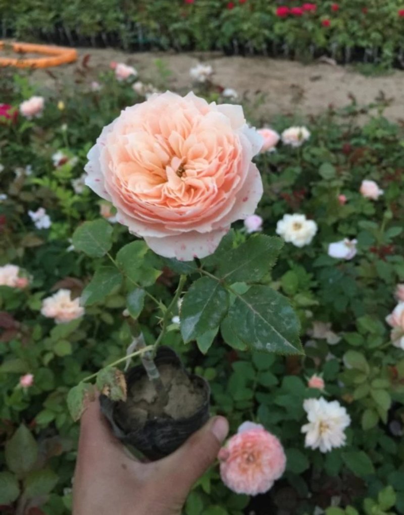 藤本月季大花月季开花苗植物花卉多季开花盆栽耐寒耐热