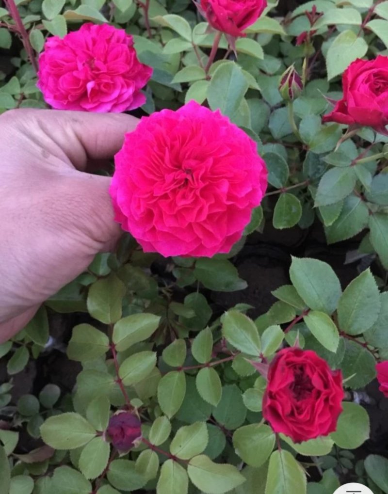 藤本月季大花月季开花苗植物花卉多季开花盆栽耐寒耐热