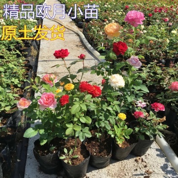 藤本月季大花月季开花苗植物花卉多季开花盆栽耐寒耐热