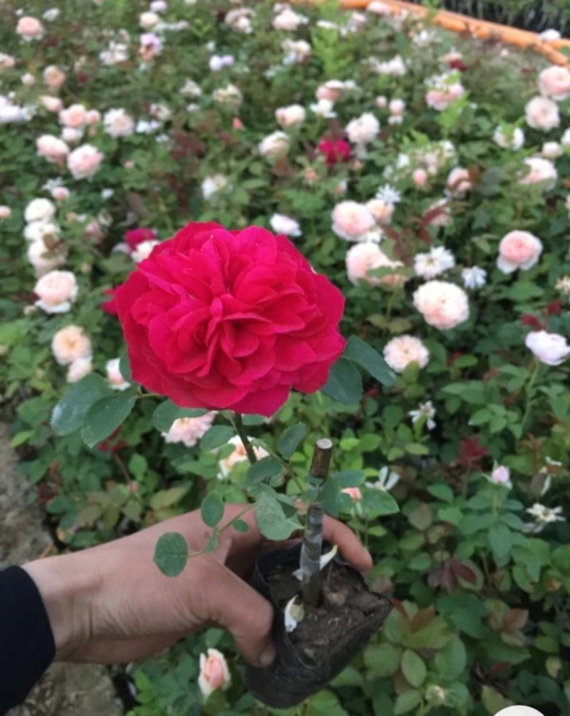 藤本月季大花月季开花苗植物花卉多季开花盆栽耐寒耐热