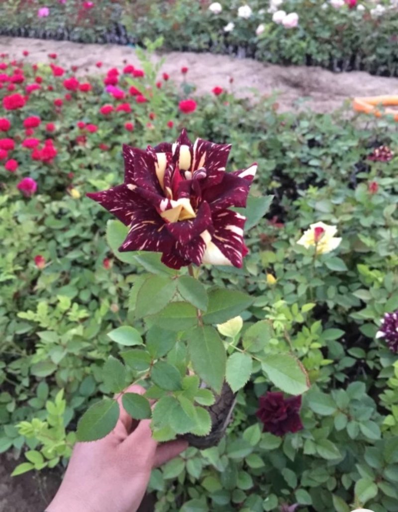 藤本月季大花月季开花苗植物花卉多季开花盆栽耐寒耐热