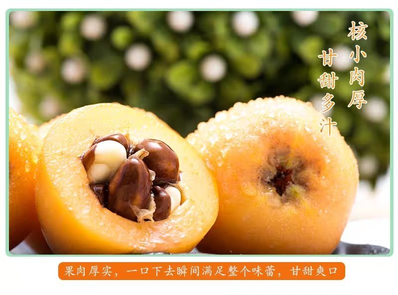 《产地源头好货》福建云霄枇杷五斤装产地一手货源