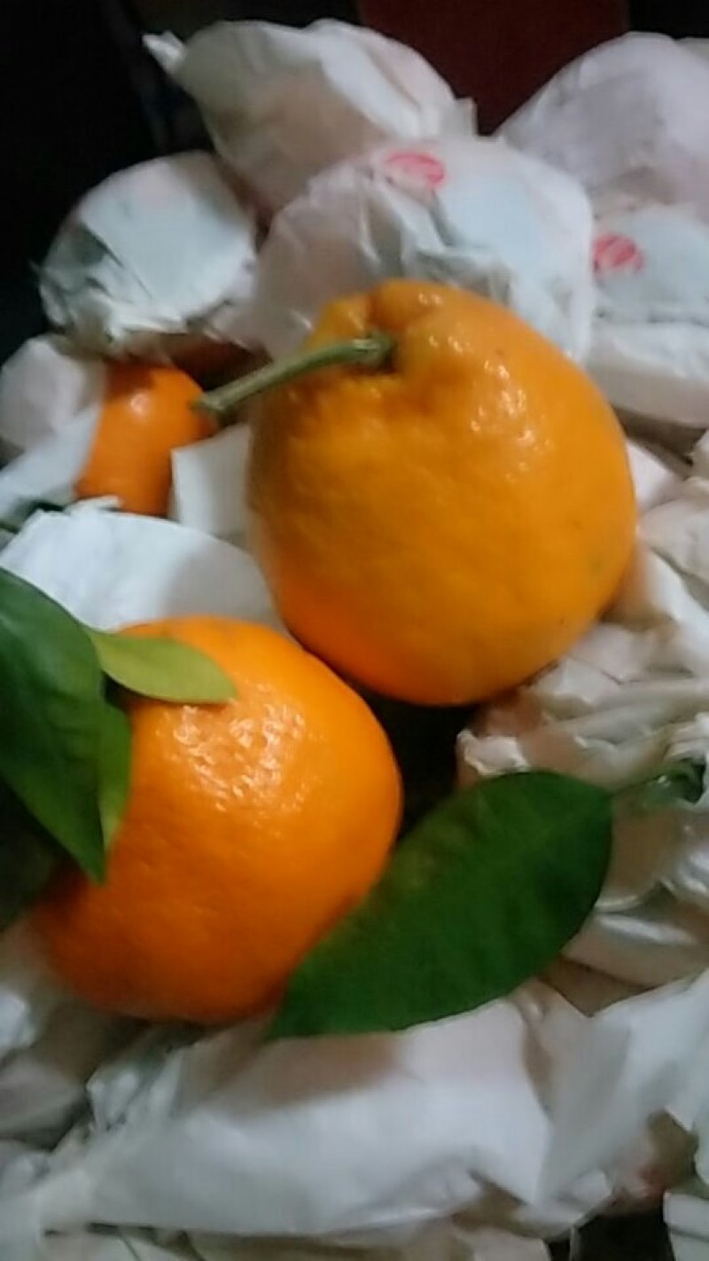 粑粑柑70起步保证质量