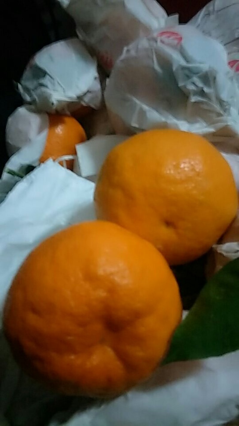 粑粑柑70起步保证质量