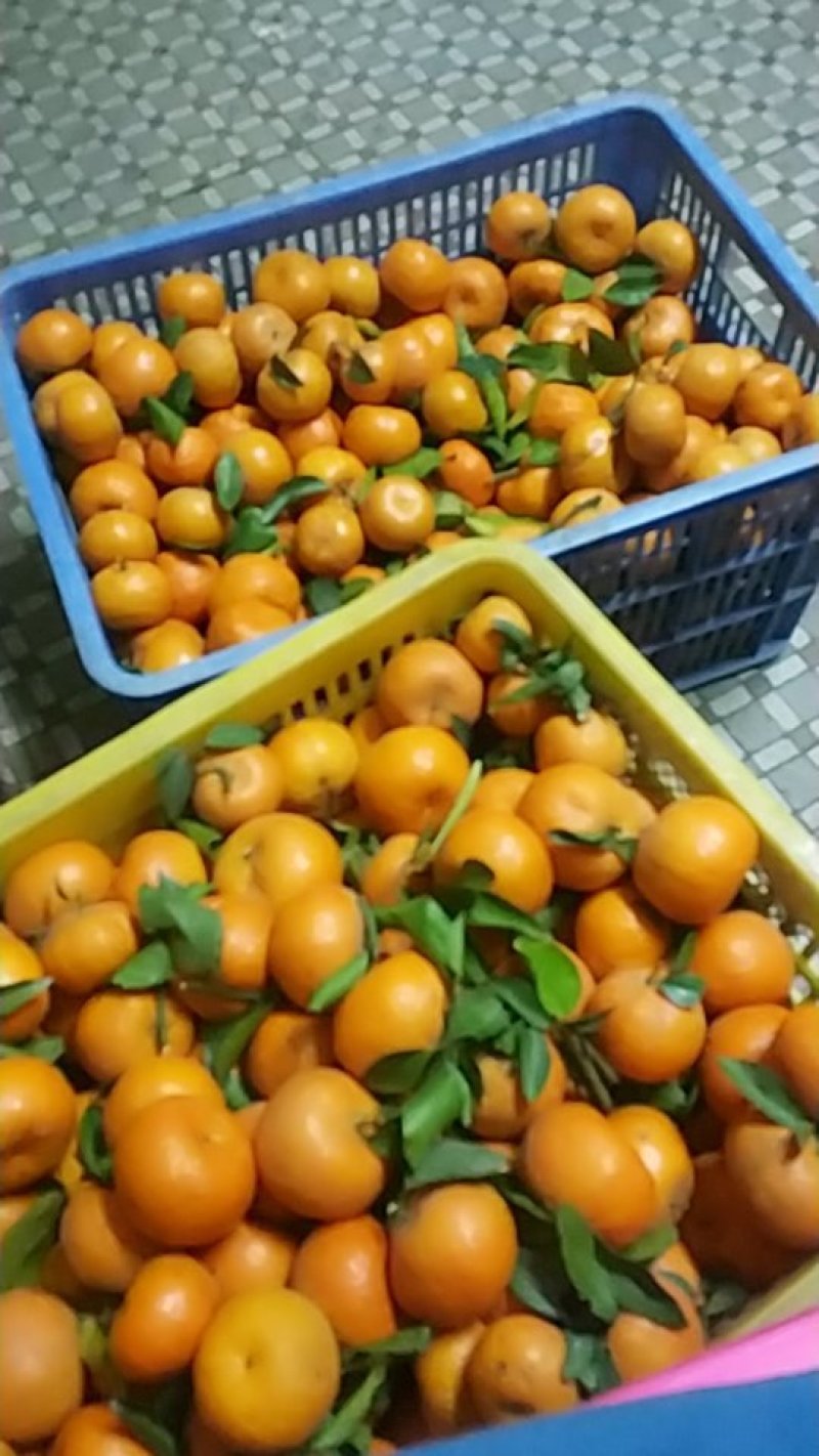 砂糖吉