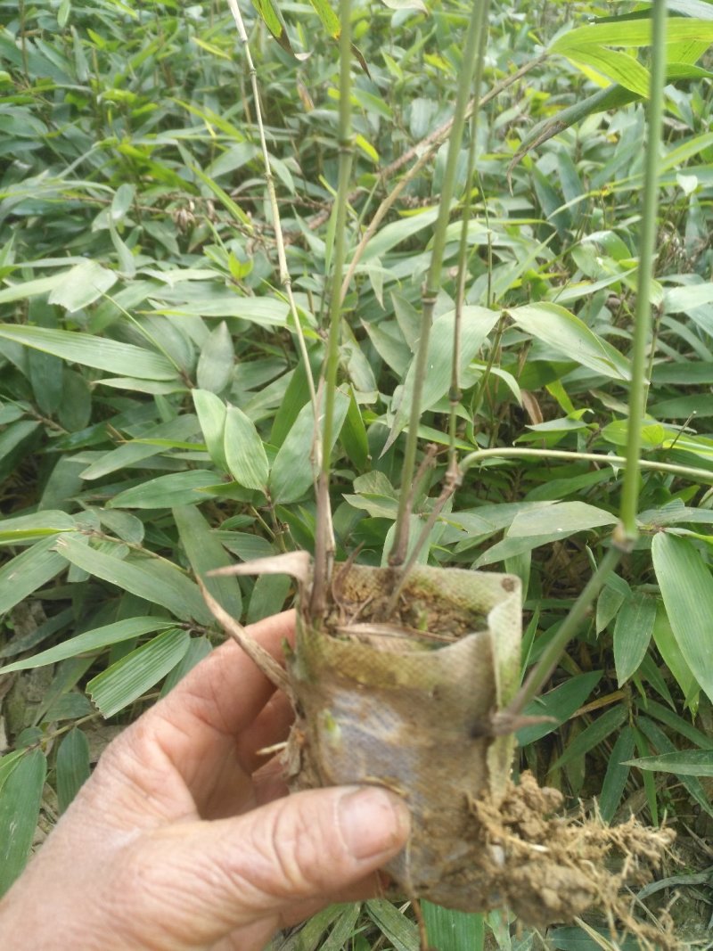 毛竹苗楠竹苗产地直供优质毛竹各种规格都有量大价优