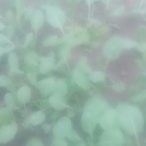卖甘蓝苗！好品种