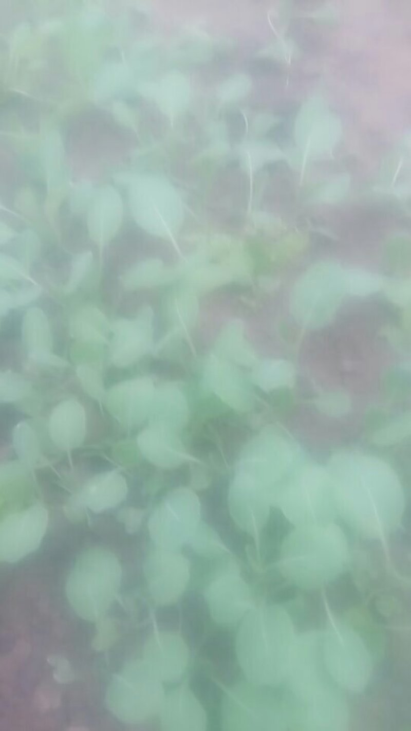 卖甘蓝苗！好品种