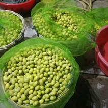橄榄甜种五十元一斤