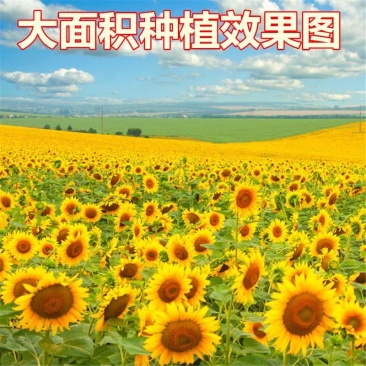 观赏矮向日葵种子彩色葵花种子景观园林庭院四季播易种植物花