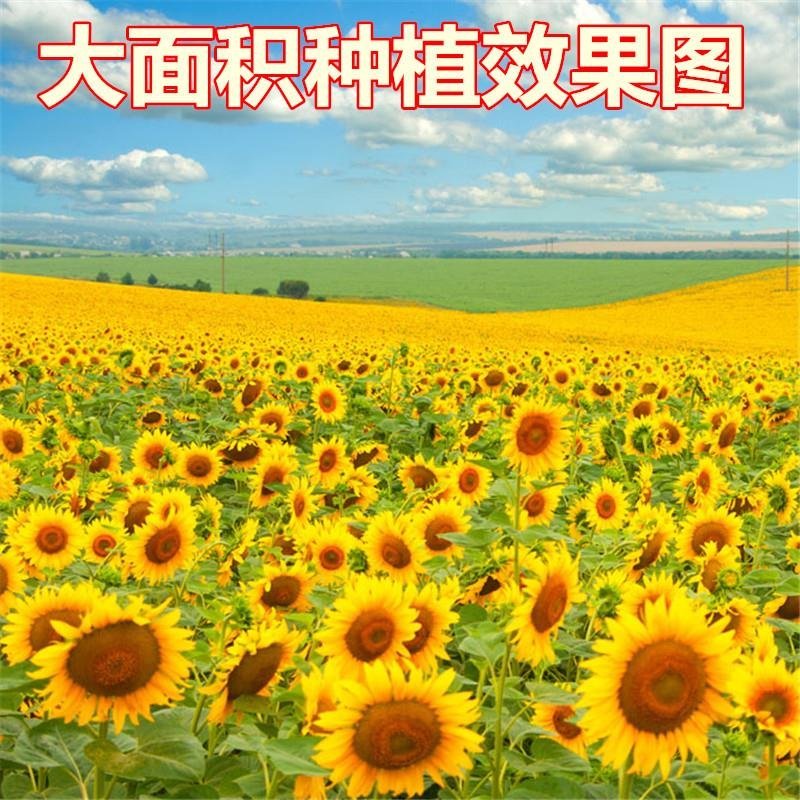 观赏矮向日葵种子彩色葵花种子景观园林庭院四季播易种植物花