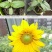 观赏矮向日葵种子彩色葵花种子景观园林庭院四季播易种植物花