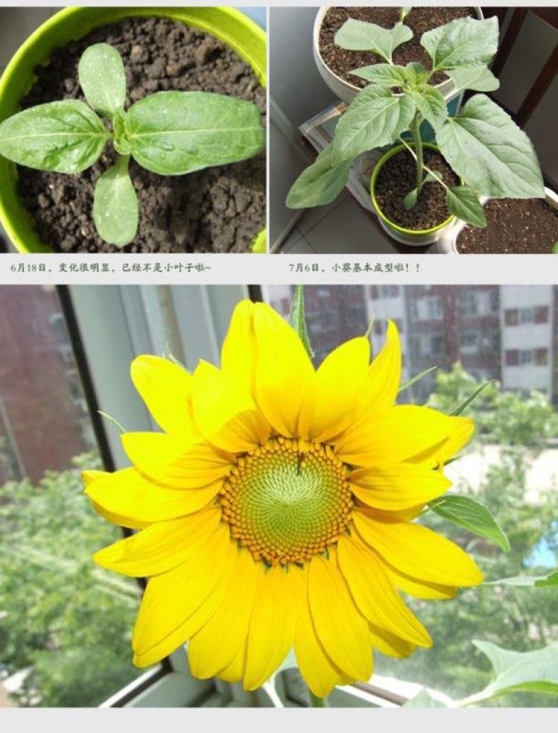 观赏矮向日葵种子彩色葵花种子景观园林庭院四季播易种植物花