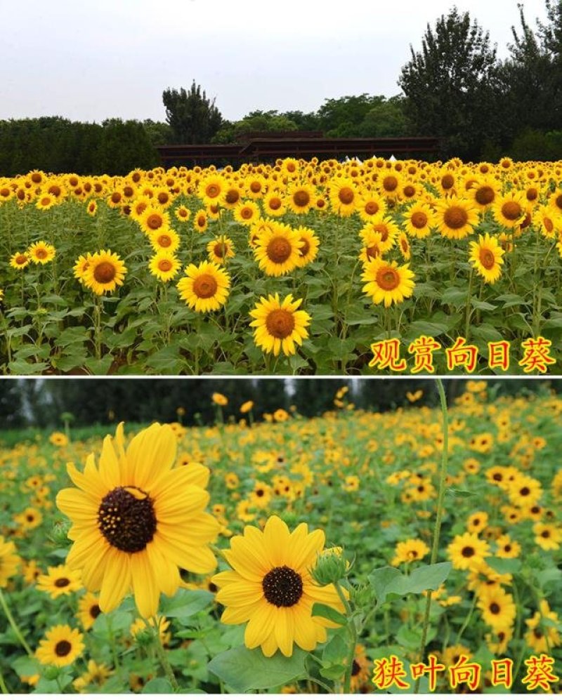观赏矮向日葵种子彩色葵花种子景观园林庭院四季播易种植物花