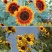 观赏矮向日葵种子彩色葵花种子景观园林庭院四季播易种植物花