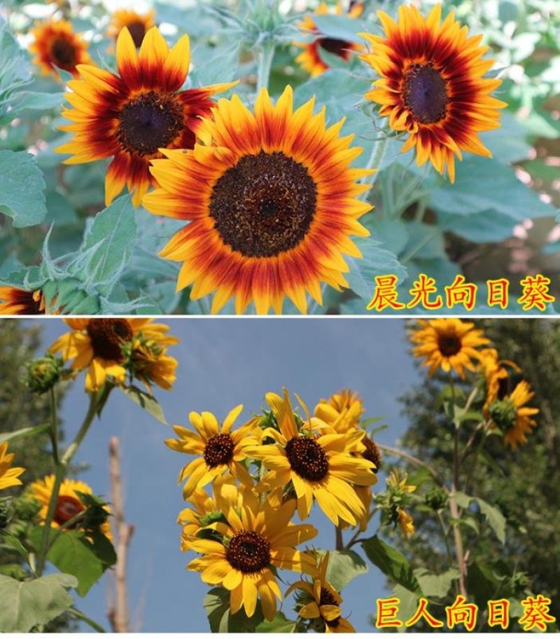 观赏矮向日葵种子彩色葵花种子景观园林庭院四季播易种植物花