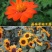 观赏矮向日葵种子彩色葵花种子景观园林庭院四季播易种植物花