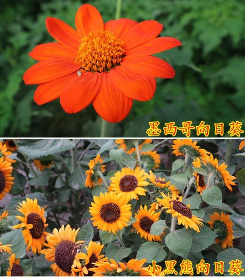 观赏矮向日葵种子彩色葵花种子景观园林庭院四季播易种植物花
